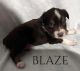 Australian Shepherd Puppies for sale in Montgomery, TX 77316, USA. price: $1,400