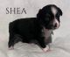 Australian Shepherd Puppies for sale in Montgomery, TX 77316, USA. price: $1,200