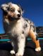 Australian Shepherd Puppies for sale in Richmond Hill, GA 31324, USA. price: $1,600