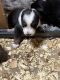 Australian Shepherd Puppies for sale in Dunnellon, FL, USA. price: $975