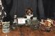 Australian Shepherd Puppies for sale in Blairsville, PA 15717, USA. price: NA
