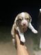 Australian Shepherd Puppies for sale in Goodyear, AZ, USA. price: $800