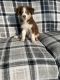 Australian Shepherd Puppies for sale in Holiday, FL, USA. price: $850