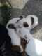 Australian Shepherd Puppies for sale in 1523 Mehrtens Ave, Sheboygan, WI 53081, USA. price: $350