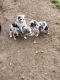 Australian Shepherd Puppies for sale in Falkner, MS, USA. price: NA