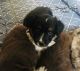 Australian Shepherd Puppies for sale in Ewing, KY 41039, USA. price: $600