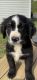 Australian Shepherd Puppies for sale in Pilot Mountain, NC 27041, USA. price: $800