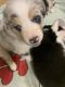 Australian Shepherd Puppies for sale in Visalia, CA, USA. price: $1,200