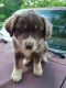 Australian Shepherd Puppies for sale in Whitesburg, GA 30185, USA. price: $600