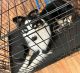 Australian Shepherd Puppies for sale in Mt Pocono, PA 18344, USA. price: $1,200