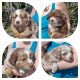 Australian Shepherd Puppies for sale in Phelan, CA 92371, USA. price: NA