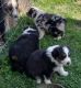 Australian Shepherd Puppies for sale in IN-46, Spencer, IN, USA. price: $600
