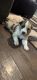 Australian Shepherd Puppies for sale in Mesa, AZ, USA. price: $800