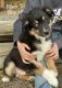 Australian Shepherd Puppies for sale in Ada, OH 45810, USA. price: $275,300