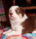 Australian Shepherd Puppies for sale in Guthrie, OK, USA. price: $750
