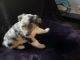 Australian Shepherd Puppies for sale in Oroville, CA, USA. price: NA