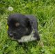 Australian Shepherd Puppies for sale in Spencer, IN 47460, USA. price: $200