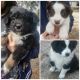 Australian Shepherd Puppies for sale in Live Oak, FL, USA. price: $400