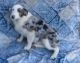 Australian Shepherd Puppies for sale in Jasper, AR 72641, USA. price: $600