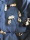 Australian Shepherd Puppies for sale in Battle Creek, MI, USA. price: NA