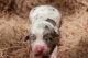 Australian Shepherd Puppies for sale in Cleveland, GA 30528, USA. price: NA