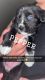 Australian Shepherd Puppies for sale in Tucson, AZ 85706, USA. price: NA