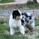 Australian Shepherd Puppies for sale in Byrnes Mill, MO 63049, USA. price: NA