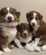 Australian Shepherd Puppies for sale in Crawfordville, FL 32327, USA. price: $400
