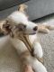 Australian Shepherd Puppies for sale in Mesa, AZ, USA. price: $2,500