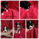 Australian Shepherd Puppies for sale in Wadena, MN 56482, USA. price: $650