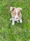 Australian Shepherd Puppies for sale in Edinburg, TX, USA. price: $1,800