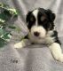 Australian Shepherd Puppies for sale in Barnesville, OH 43713, USA. price: NA