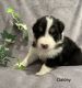 Australian Shepherd Puppies for sale in Barnesville, OH 43713, USA. price: $1,000