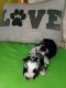 Australian Shepherd Puppies for sale in Lenoir, NC, USA. price: NA