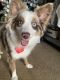 Australian Shepherd Puppies for sale in Euless, TX, USA. price: NA