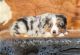 Australian Shepherd Puppies for sale in Miami, FL, USA. price: $700