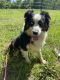 Australian Shepherd Puppies for sale in Mead, OK 73449, USA. price: $200