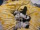 Australian Shepherd Puppies for sale in Centerville, GA, USA. price: $75,000