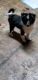 Australian Shepherd Puppies for sale in Bay Minette, AL 36507, USA. price: $500