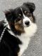 Australian Shepherd Puppies for sale in Greenfield Center, NY 12833, USA. price: $200
