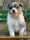 Australian Shepherd Puppies for sale in Winchester, NH, USA. price: NA