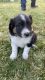 Australian Shepherd Puppies for sale in Arbuckle, CA 95912, USA. price: NA
