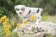 Australian Shepherd Puppies for sale in Marble Falls, TX 78654, USA. price: NA