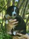 Australian Shepherd Puppies for sale in Wichita, KS, USA. price: $1,200