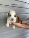 Australian Shepherd Puppies for sale in Charlestown, IN 47111, USA. price: $300