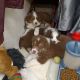 Australian Shepherd Puppies for sale in Chino Valley, AZ, USA. price: $700