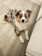 Australian Shepherd Puppies for sale in Surprise, AZ, USA. price: $1,200