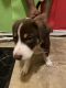 Australian Shepherd Puppies for sale in Pittsburgh, PA, USA. price: NA