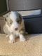 Australian Shepherd Puppies for sale in Gray, GA 31032, USA. price: $1,500