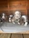 Australian Shepherd Puppies for sale in Conway, SC, USA. price: NA